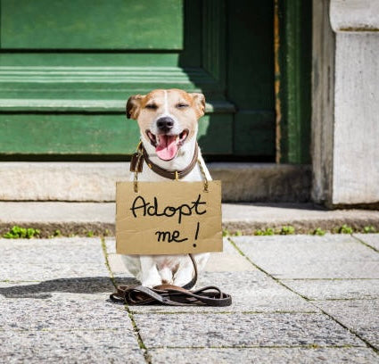 Every Pet Deserves a Second Chance: Why Pet Adoption and Fostering Matters