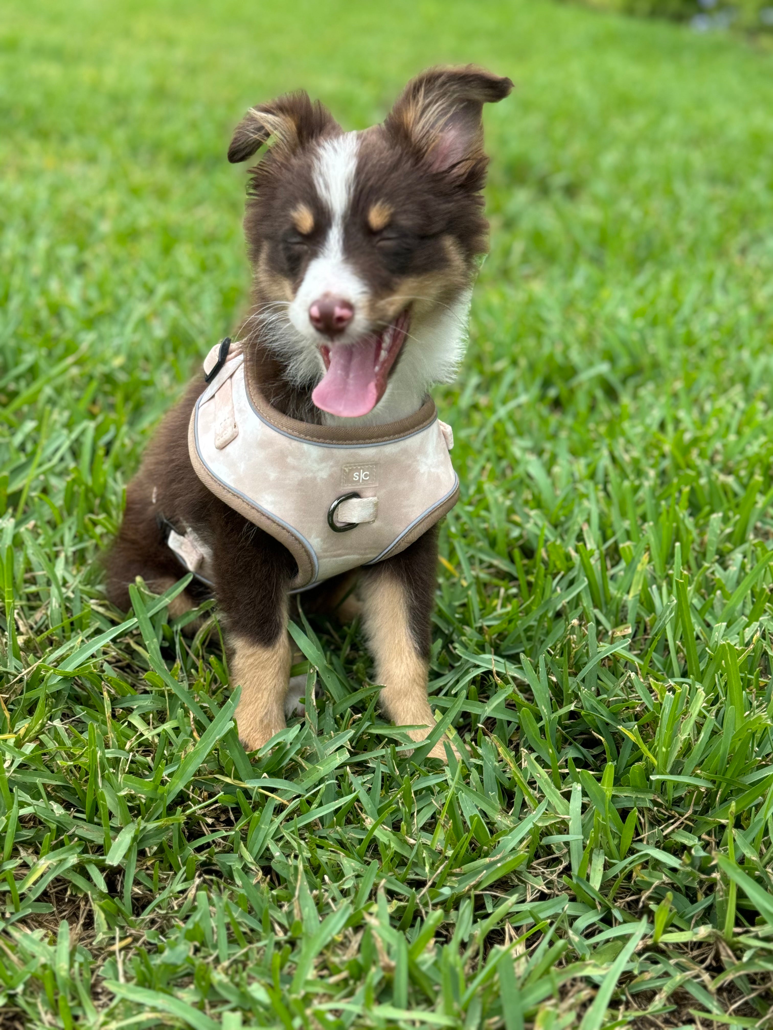 Sun Kissed Adjustable Harness