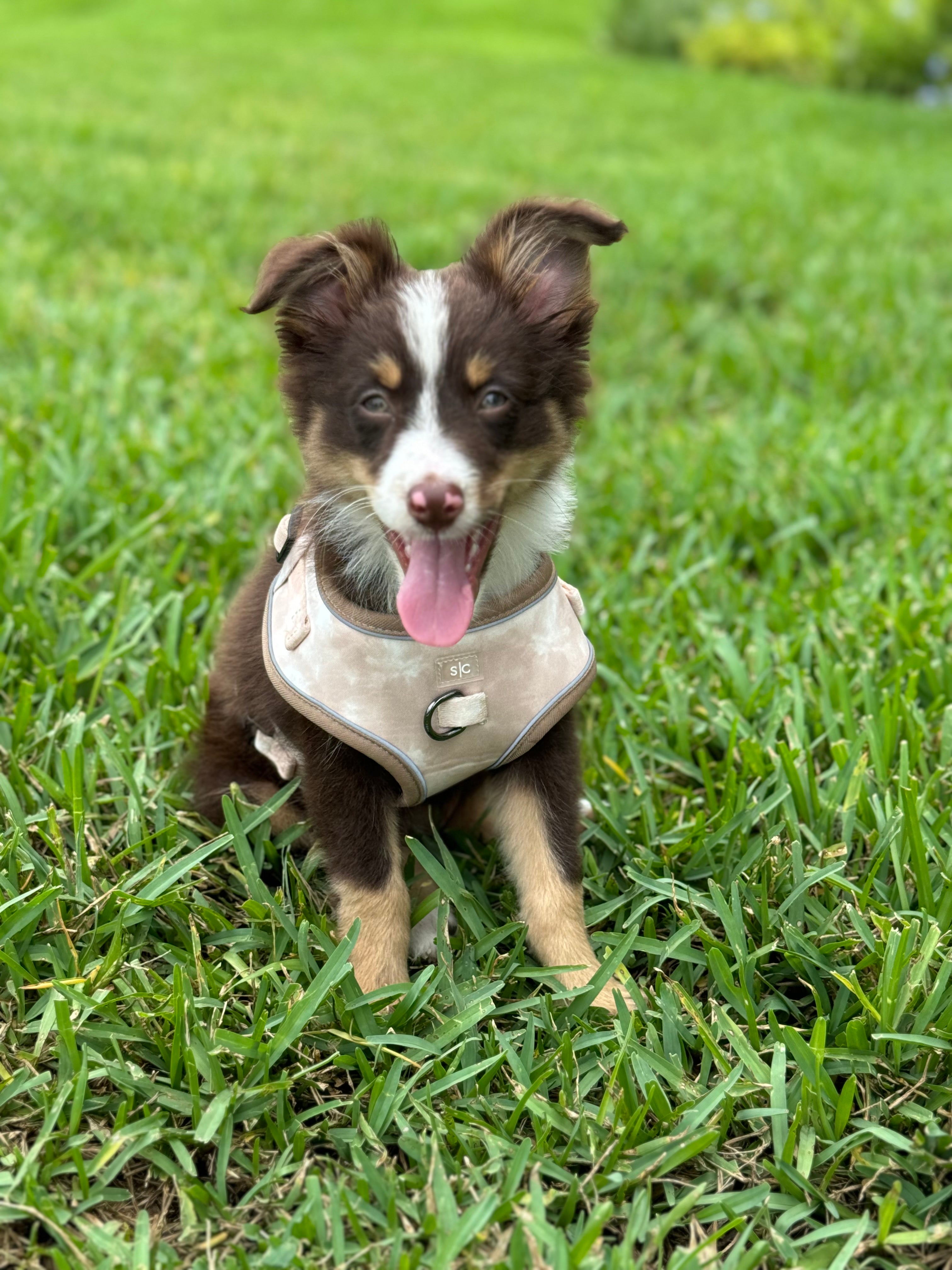 Sun Kissed Adjustable Harness