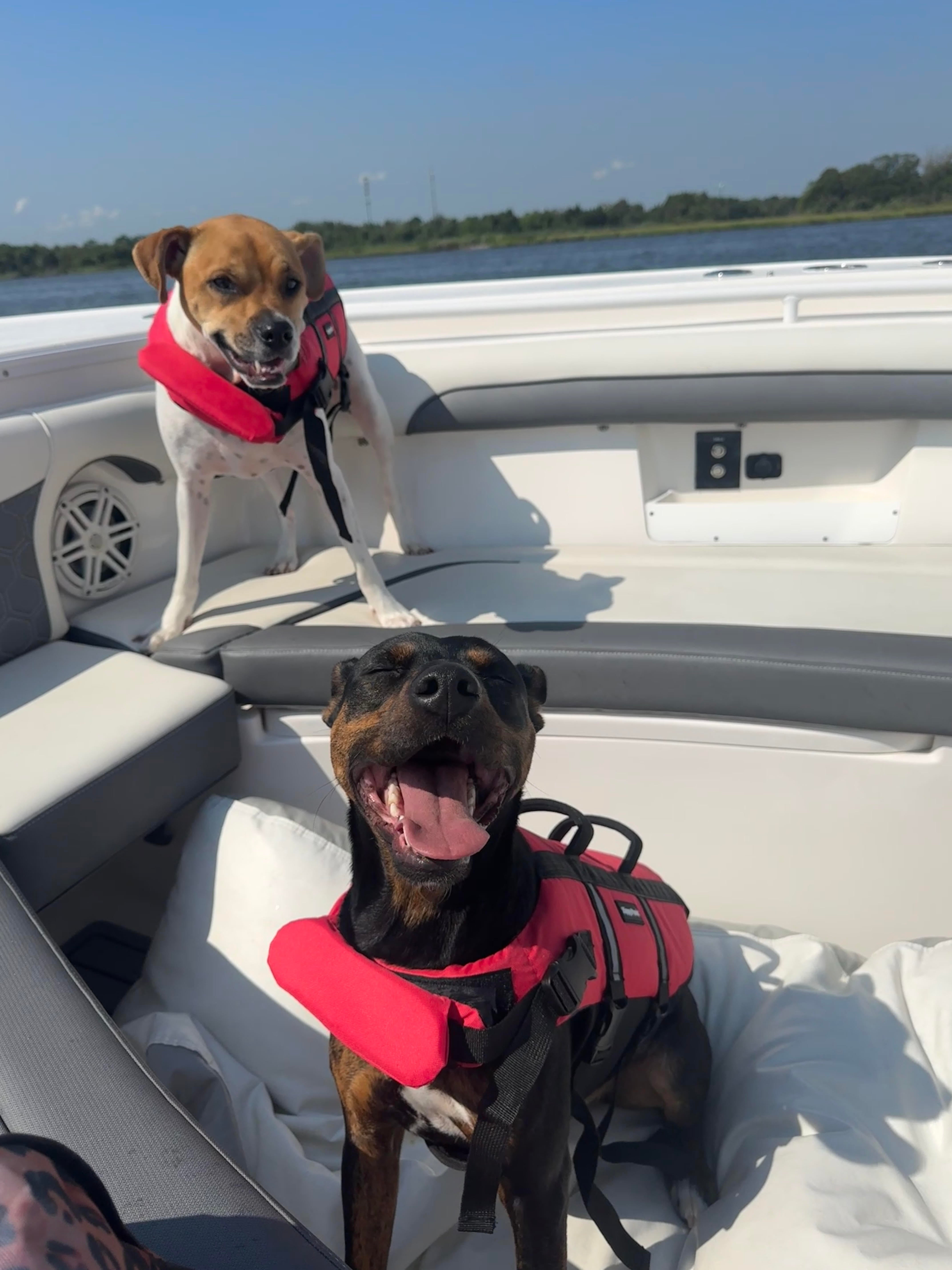 How Our Dogs Keep Us Grounded