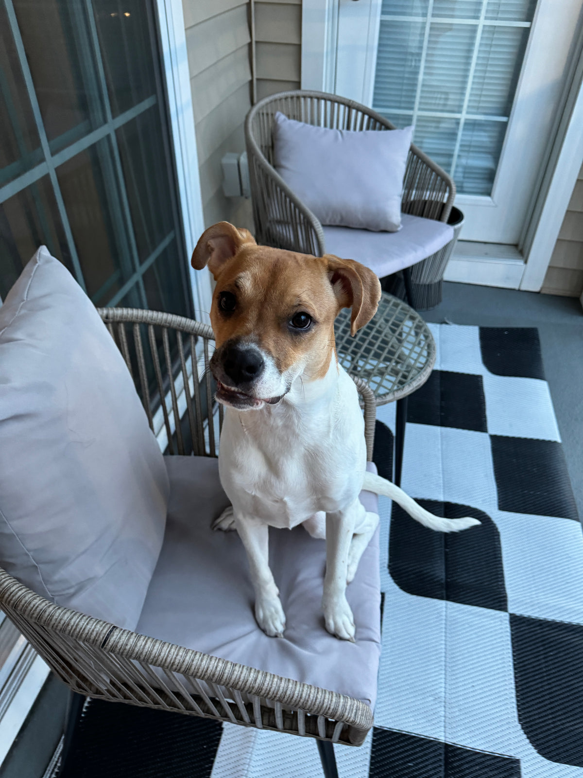 October Adoption Essentials