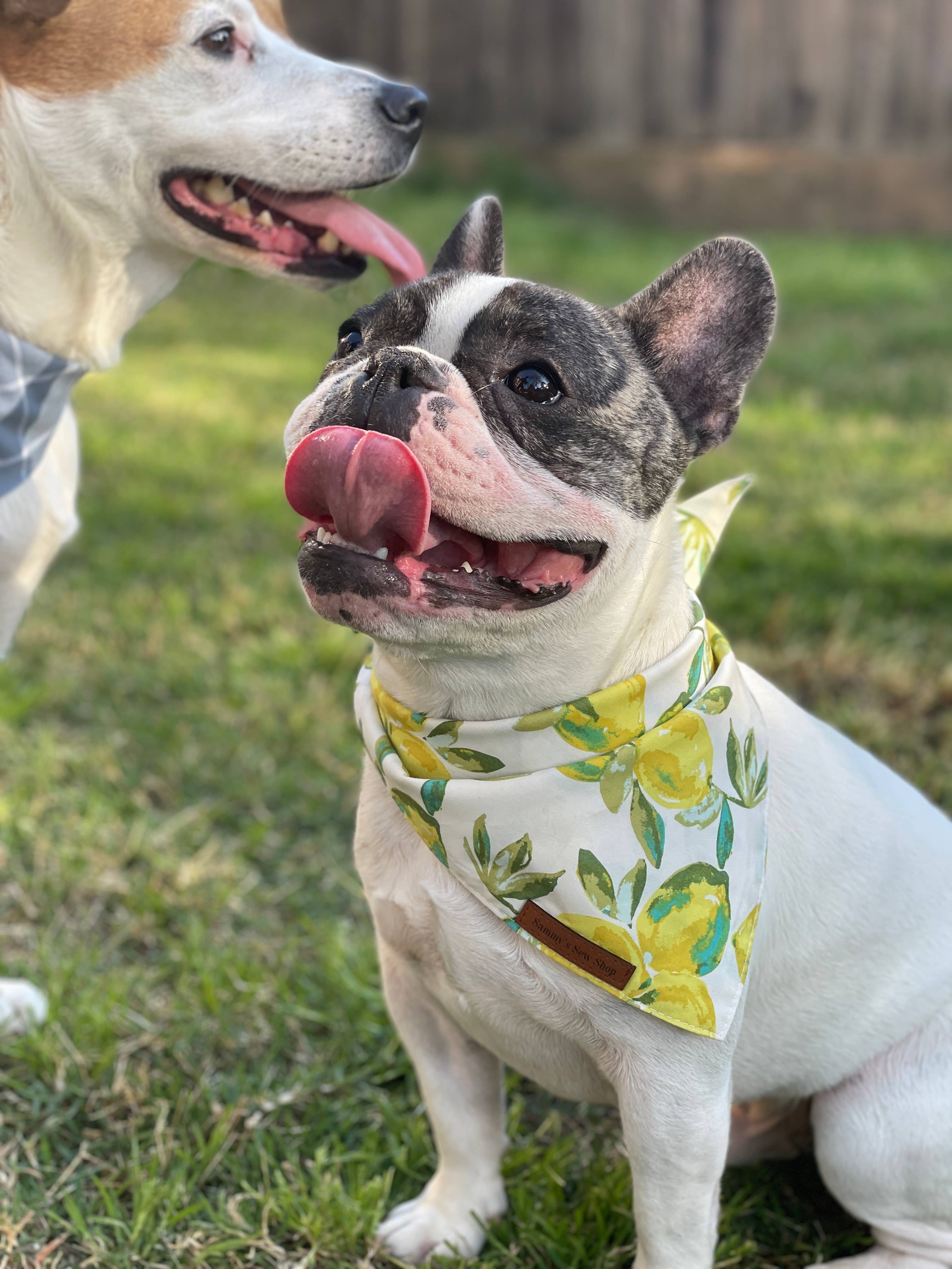 Lemon Dog Bandana