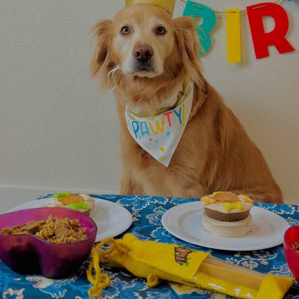 Let's Party Dog Bandana - Boots & Barkley