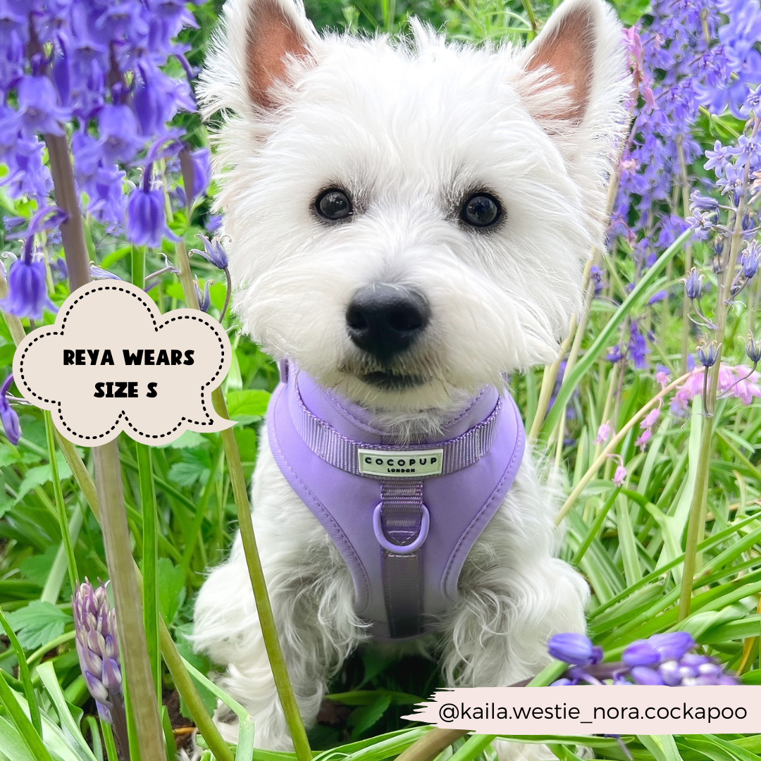 NAKD Adjustable Neck Harness - Parma Violets