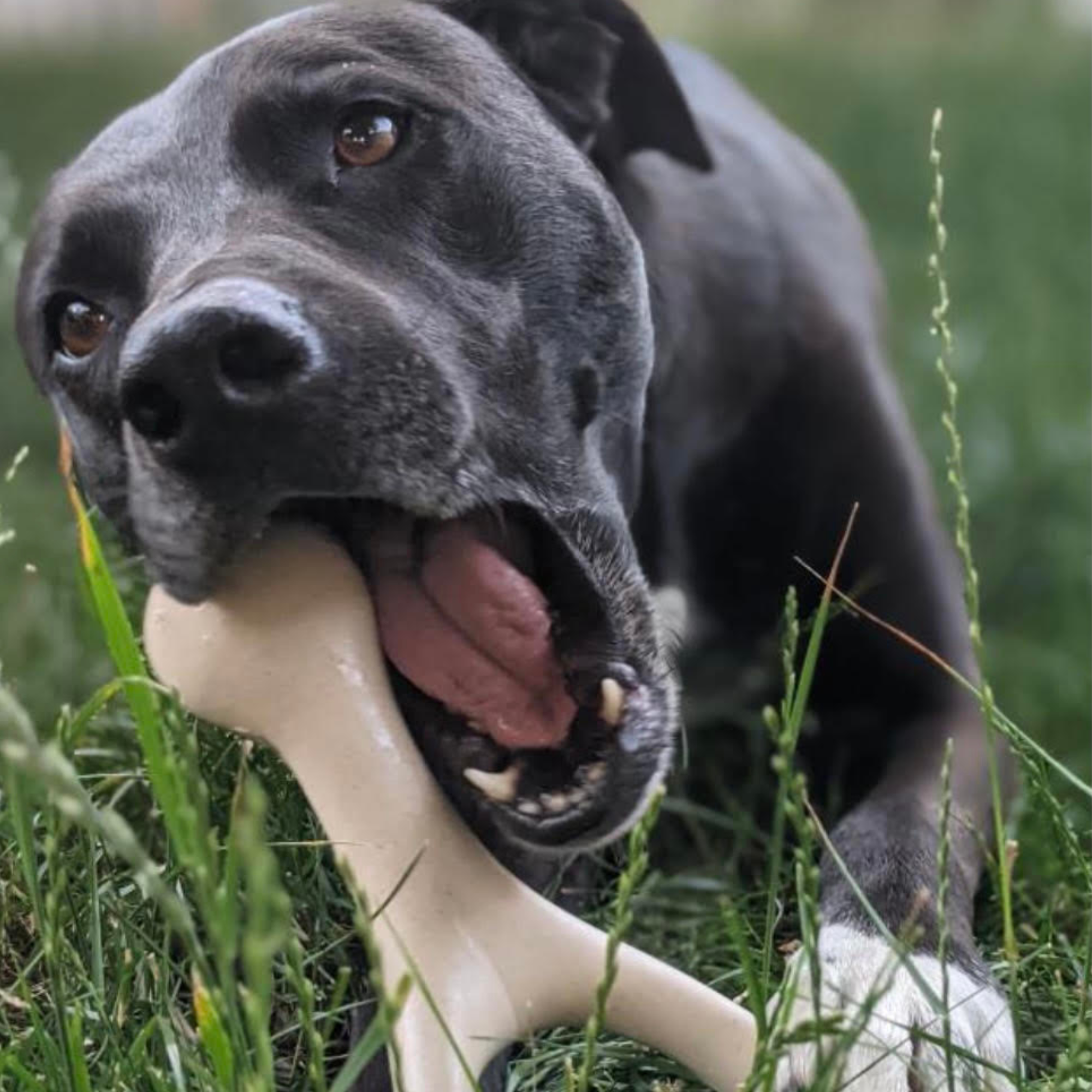 BetterBone TOUGH — DURABLE All-Natural or Beef Flavor Sustainable Chew Toy