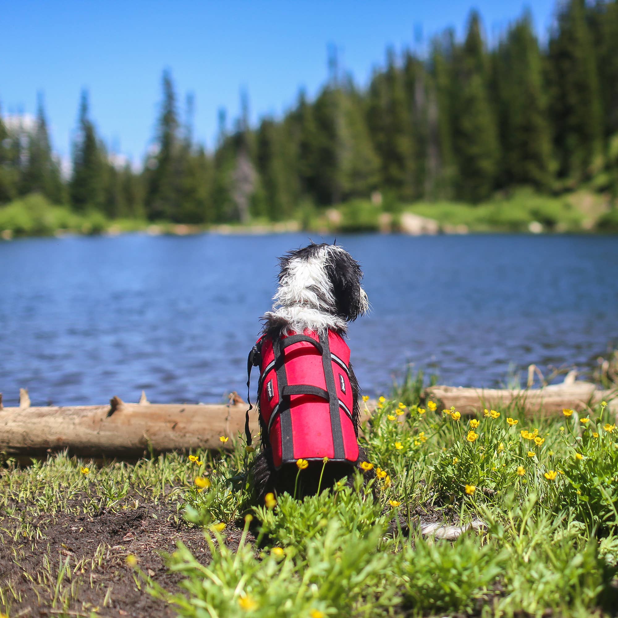 Adventure Dog Life Jacket