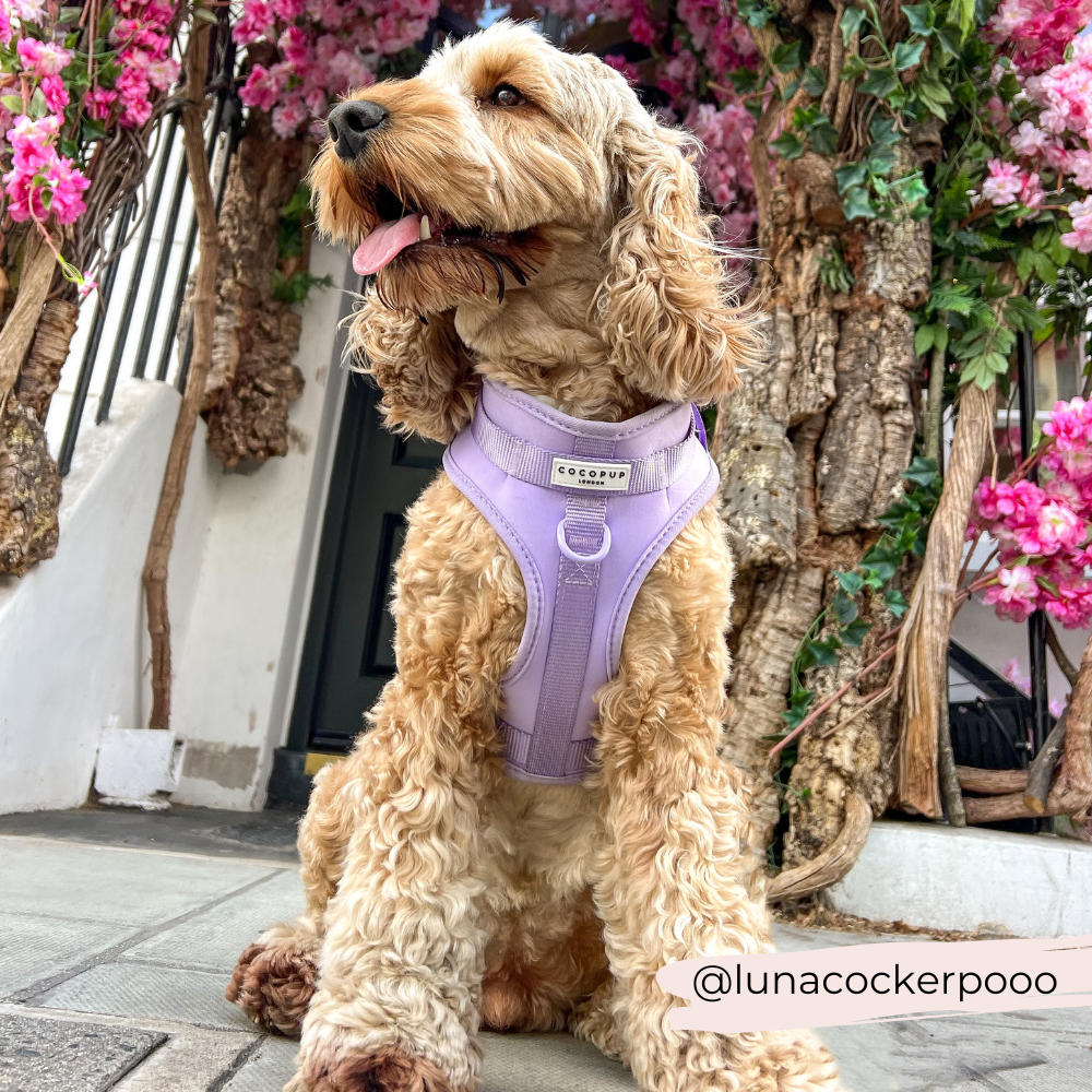 NAKD Adjustable Neck Harness - Parma Violets