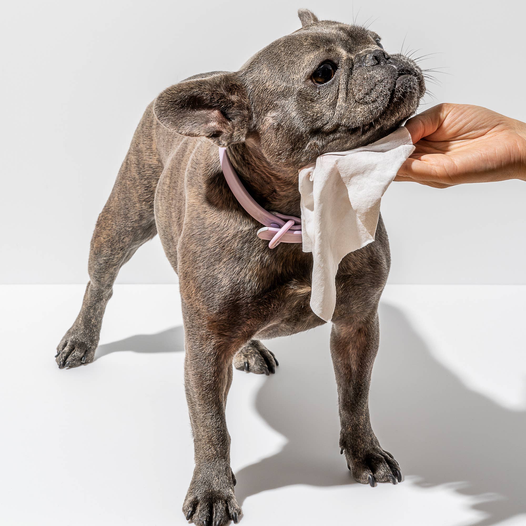 Dog & Pet Grooming Wipes