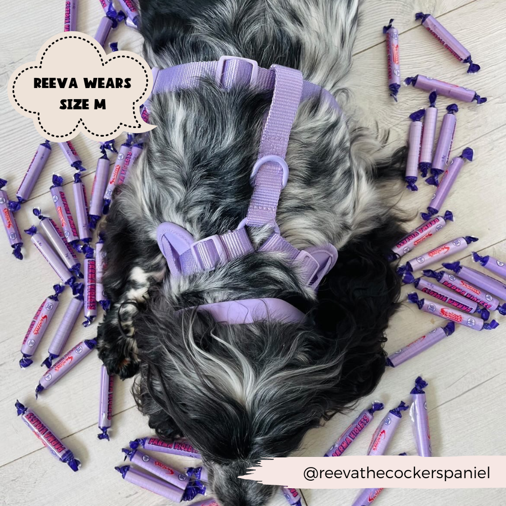 NAKD Adjustable Neck Harness - Parma Violets