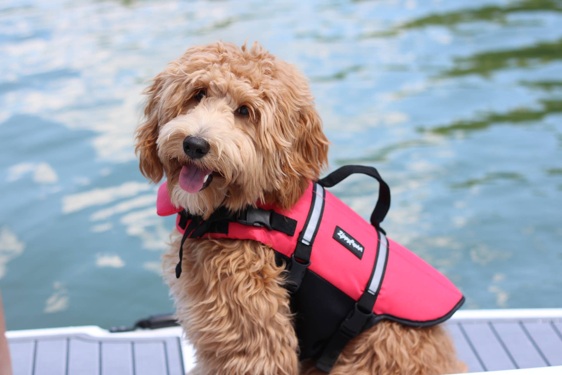 Adventure Dog Life Jacket